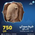 Widam Qatar offers 2021