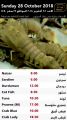 Masskar hyper market Qatar Offers