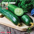 عروض سبار قطر  2020