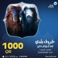 Widam Qatar offers 2021
