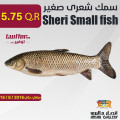 سمك شعرى صغير 1 كجم