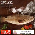 عروض انصار جاليرى قطر