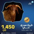 Widam Qatar offers 2021